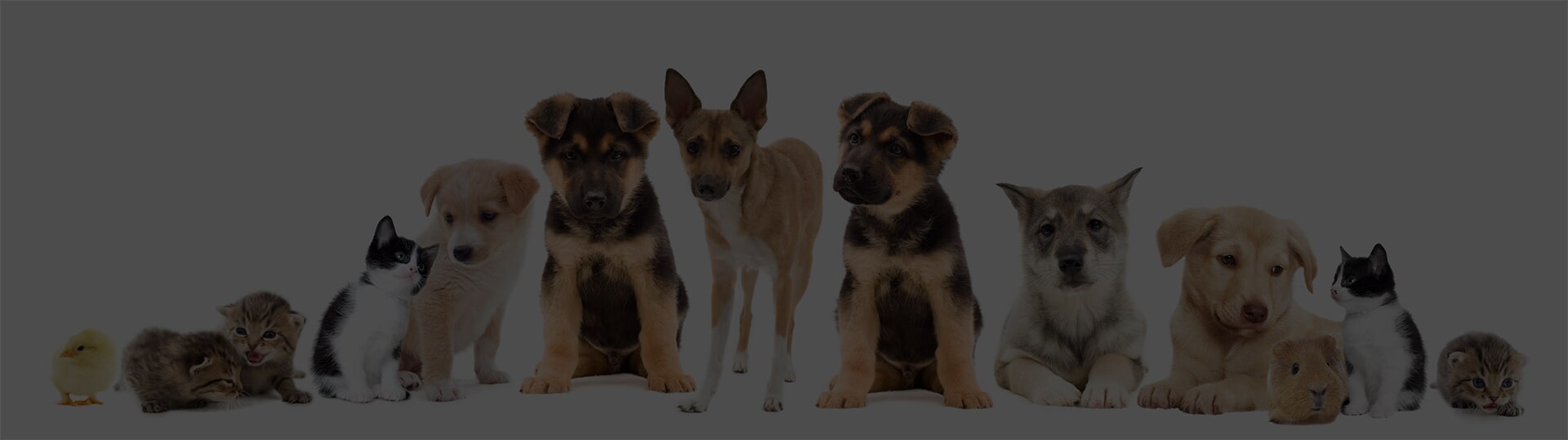 Lineup of common companion animals: a chick, kittens of varied coat patterns, and puppies of several breeds including a Golden Retriever and a German Shepherd, with a guinea pig.