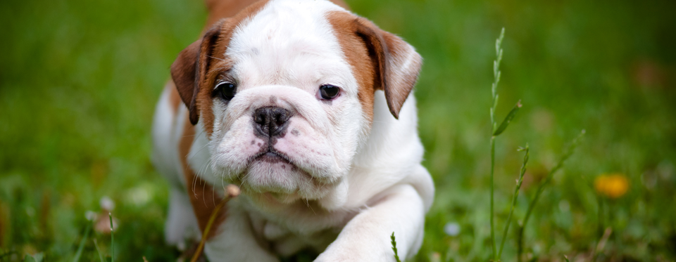 An English Bulldog puppy walking through green grass, photographed at close range with a softly blurred background.