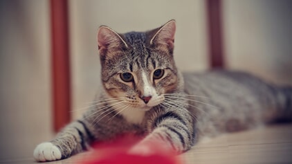 A grey and brown tabby cat with white markings, focused on a red toy on a wooden floor.